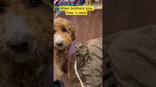 Doodle Doggie Tales- Part 76 “Hide and Peek” #shortvideo #shortsfeed #dogs #brothers #shorts #pets