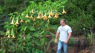 Brugmansia (Angel's Trumpet)