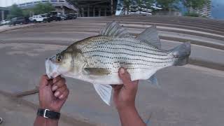 nice striper Ohio,River  Cincinnati, Ohio..... Downtown 5-14-22