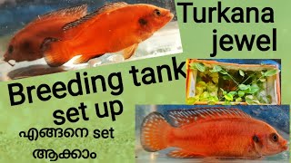 Turkana jewel fishന്  എങ്ങനെ ഒരു ബ്രീഡിങ് ടാങ്ക് റെഡി ആക്കാം #turkana/#jewefish/#farm