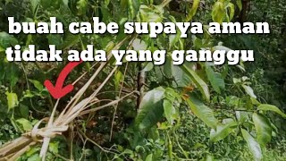 Cabe supaya aman dikebun ini rahasianya.