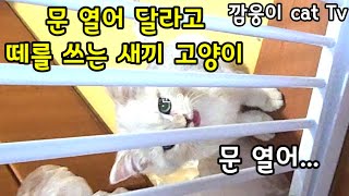 구조해 주었더니 문열어 달라고 떼를 쓰는 새끼고양이