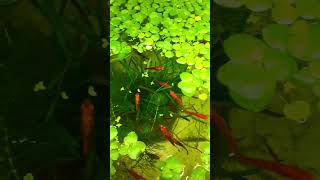 #swordtail tank//#feeding//#calico swordail//#shorts