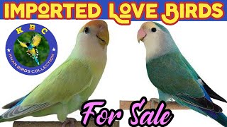 Colorful Love Birds For Sale | African Love Birds | Khan Birds Collection