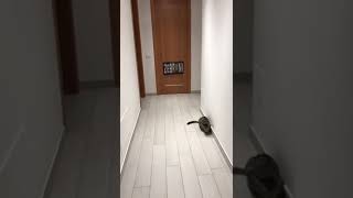 Gatto che para i calci di rigore - Video virale troppo divertente! - Gigi il gatto portiere