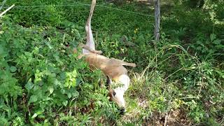 Caught deer