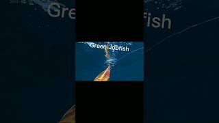 Green Jobfish  Unlock🤙Spearfishing catch & cook, happiness w/ wifi & friends🔱🤙