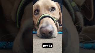 Day 34 until my dog gets 1k subscribers