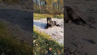 Неаполитанский мастиф, красота на пляже. /Neapolitan Mastiff, beauty on the beach. #shorts