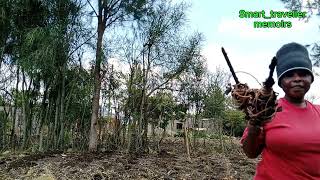 Hot News: Organic Farming Land Preparation by a Kenyan African Mum Upper Hill Malaa!