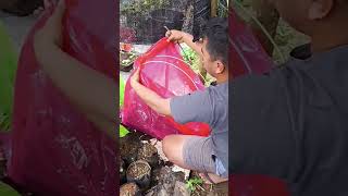 Growing apples from Cuttings.