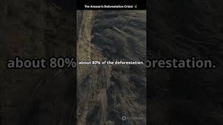 The Amazon's Deforestation Crisis! 🌿💔 #SaveTheAmazon #Environment