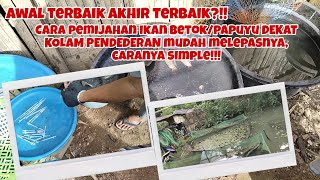 PROSES PEMIJAHAN IKAN BETOK/PAPUYU DEKAT KOLAM PENDEDERAN TERBAIK HASIL LARVANYA!!!