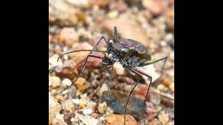 Fastest running insect in the world-Tiger Beetles #fastest #insect #bug