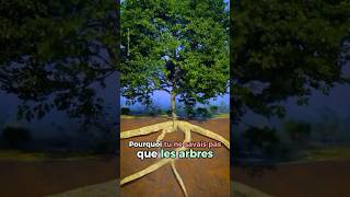 Les arbres peuvent parler entre eux #nature