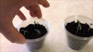 How to grow tomatoes part 1