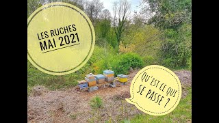 Les abeilles - enfin - mai 2021