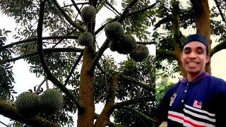 MEREVIEW KEMBALI POHON DURIAN HITAM, BUNGA  & BUAH