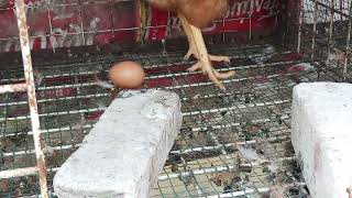 LIVE  MELIHAT AYAM PETELUR BERTELUR SECARA LANSUNG  SISTEM UMBARAN