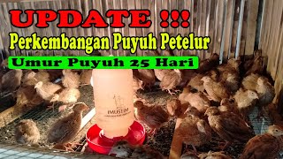 Update Perkembangan Puyuh Petelur Umur 25 Hari