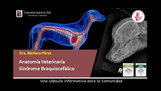 Medicina Veterinaria en 10 minutos - SÍNDROME BRAQUIOCEFÁLICO - Dra. Bárbara Pérez - UACh Valdivia