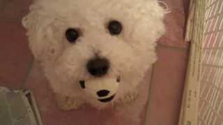 Bichon Frise and Havanese