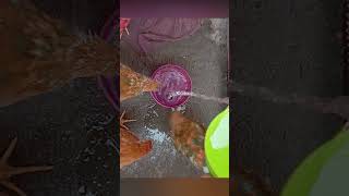 Color Chicks Take Water After Feeding #ColorChicks #ChicksVideo #AnimalTheater #ColorChickenVideo