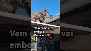 #gatos #gatofofo #pets #adote #cat #brasil #naturelovers #live #cafe #whiskas #gameshorts #bomdia #