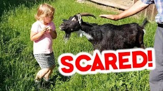 Little Polish Girl SCARED to feed Goat