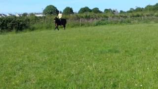 Talented young Welsh Cob Mare For Sale