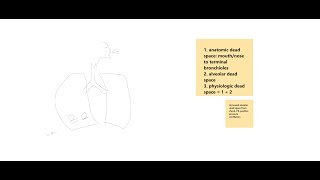 Dead Space (anatomic, alveolar and physiologic) and EtCO2