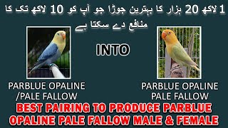 120k KA EK PAIR LAGA KAR 10 LAKHS TK KA PROFIT HASIL KARAYN | PARBLUE OPALINE PALE FALLOW | AAB INFO