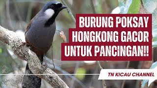 Burung poksay hongkong gacor untuk pancingan !!!