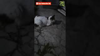 Kucing Berbulu Putih Campur Sedang Ronda Malam #kucing #kucinggemuk #ngeshortsbareng #shorts