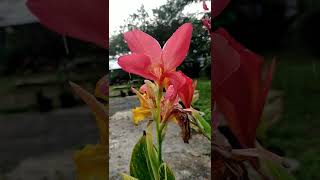 Canna lily in raining day.