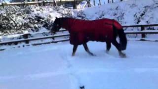 Lewi eating and playing in the snow.