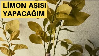 LİMON AŞISI YAPACAĞIM