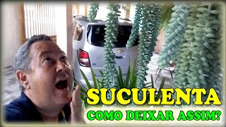 Como cultivar suculentas - Como plantar suculenta dedinho - Segredo suculentas