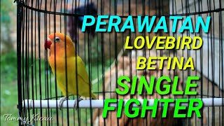 Simple!!Cara Rawatan Lb Betina Single Fighter