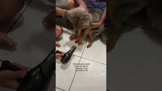 Como fazer meu cão perder o medo do secador #shorts