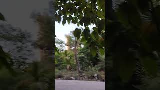 hirvya nisarg ha bhavtine song status # viral #nature #ghansoli #shortvideo