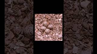 Red-wattled lapwing  eggs     #shorts  #trending