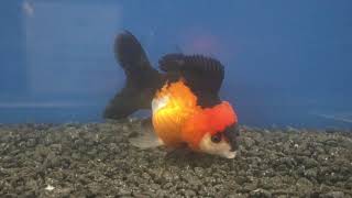 12-13cm High Quality Oranda (3)