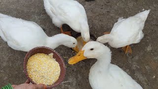 Can Ducks Eat Grinded Corns ? | Duck Feed | Pets Food and Care