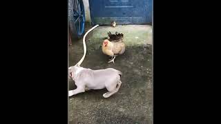 Chicken VS Dog Fight - Funny Dog Fight Videos