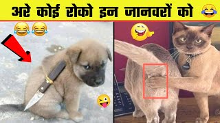 🤣🤣 इन जानवरों की कारनामे देख हंसी नहीं रुकेगी | funny Animal moments caught on camera