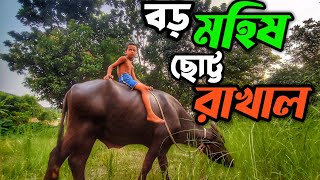 নতুন গরু আর মহিষের খবর || Purbasha Agro