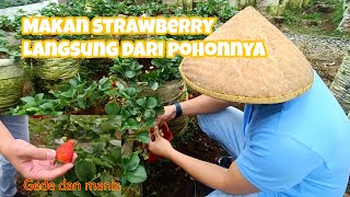 Makan strawberry langsung dari pohonnya, gede-gede banget dan manis!