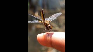 Dragonfly on finger #dragon #got #friends