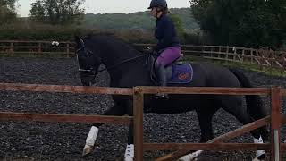 E-Riders Novice 27 September 19 Carole Walton on Berry